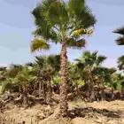 نخل واشنطني