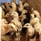 فروخ صيصان صوص دجاج بلدي