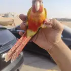 (تم البيع) كنيور اناناس رد فاكتور الييف وهدد خارجي بداية