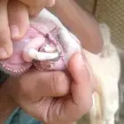 نعجه تحتها رخل