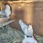 حمام تركي حمام هزازي