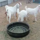 بهم مصري للبيع