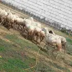 ضان قرايب دفيع الا شرط العدد 14