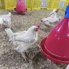 كميه محدوده السعر 20 الرجاء لا يتواصل الا الصامل