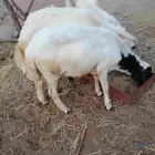 فران
