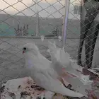 حمام رقاص هندي العدد 4 على سوم