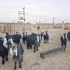 معزا مضاريع على السونار