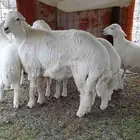 طلي صنف العمر 4شهور