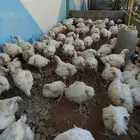 متوفر دجاج لاحم حي وزن كبير