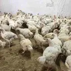 سلام عليكم متوفر دجاج لحم الصحه ممتازه الوزن 1200الموقع لخرج