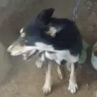 أنثى كلب جيرمن شيبرد