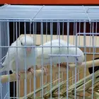 جوز روز البينو عيون حمر