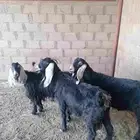 معزه عوارض صنف وحده دافع لها 3شهور واثنين مقرعات