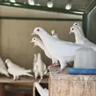حمام فرنسي