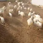 ضان مناتيج العدد 30 وتبع 31