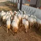 ضان رقيديات دفيع العدد عشرين اتبع ثلاثه