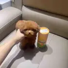 انثى بودل تي كب فخاامة teacup poodle