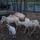 لا البيع 5 ضان مناتيج