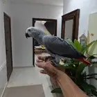 انثى كاسكو جدة