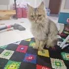 قطة انثى شيرازي للتبني