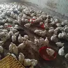 دجاج لاحم ابيض حي للبيع