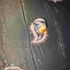 عقيق اصفر قديم