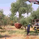 اشجر زيتون مثمر يوجد لدينا جميع الشجار الزيتون