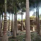 ملوكي وجوز الهند وواشنطنيا