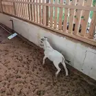 تيس قزمي تشيكي بيور