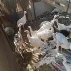 فراخة رومي عمر 6شهور