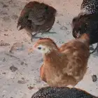 صوص مشكل فيومي حساوي تركي