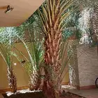 نخل مثمر وجميل في المنزل