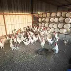 ديوك فيومي للبيع