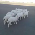 بهم حري صنف فاخرات ملكيات