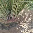 نخل اللقصيم اللبيع