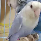 جوز روز منتج فحل برونز فلو مع أنثى فايلوت ويت فيس سبلت برونز