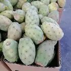 توصيل مجاني فواكه الطايف من الطايف للمنزل بالرياض