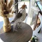 كوشة تتميز بالجمال والاناقة