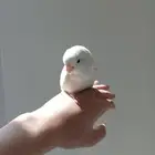 ببغاء روز أليف