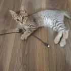 قط صغير للتبني
