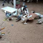 السلام عليكم للبيع حمام شيرازي