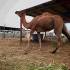 ثنتين ابل سواحل للبيع