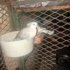ياكريم فروخ