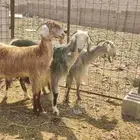 معزا مضاريع