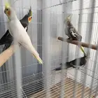 كوكتيل