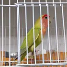 للبيع ذكر روز بلد قرين سبلت بلو