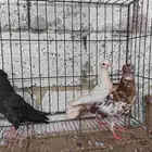 للبيع حمام مشكله من باكستاني وقطيفي وهزاز ومصري