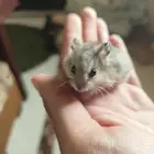 هامستر روسي كل الأحجام والألوان والاعمار