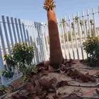 تكريب نخل وزراعة وتلقيح وخلع وغرس جميع أنواع النخيل