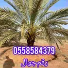 أنا شغل نخل اذا في انت اي شغل نخل كلم انا شكرا